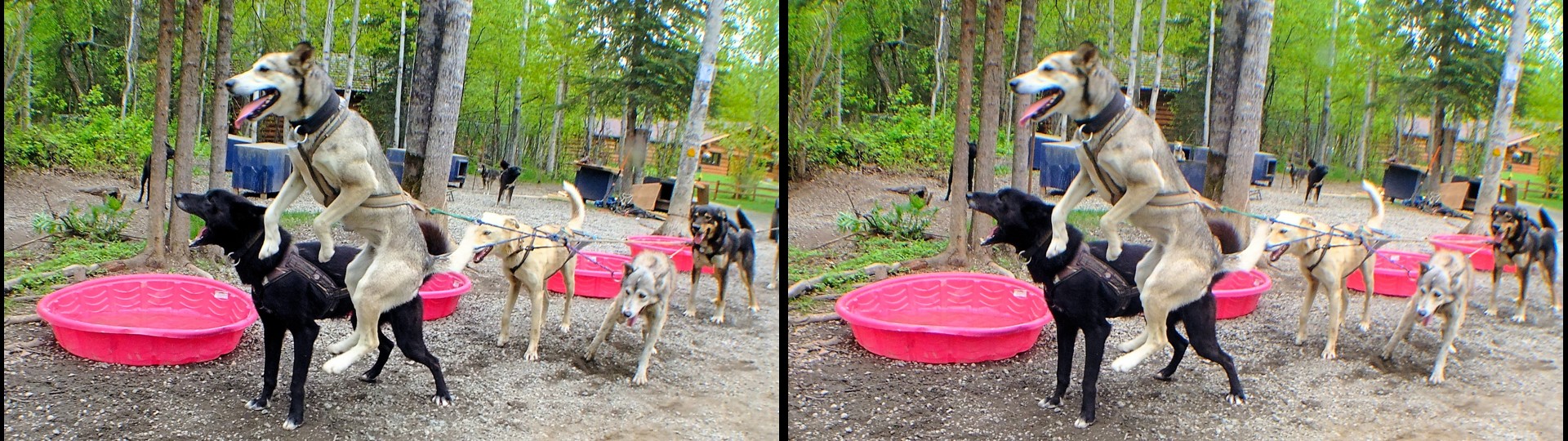 Alaska Sled Dog Leaping